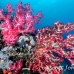 coral_soft_ni_h_0705_png1628.jpg